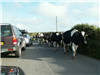  Cestou do St Ives jsme na cestě potkali stádo krav. 