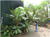  Tropický biom. Banánovníky #1. 