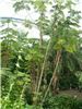 Celkový pohled na tropický biom #2. 