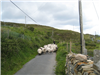  ... stádo ovcí... 